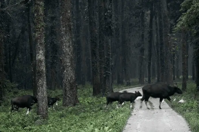 A large black buffalo with curved horns standing in a grassy forest clearing